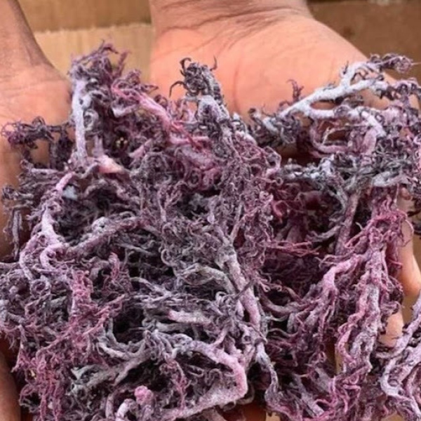 Raw Purple Seamoss - 1 lb